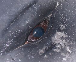 So Sad. Beaked whale washed up on the beach, Coral Bay, W... by Penny Murphy 